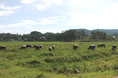 Dự án trồng chuối 4 triệu USD:  “Thiên nga hóa thành vịt trời”!