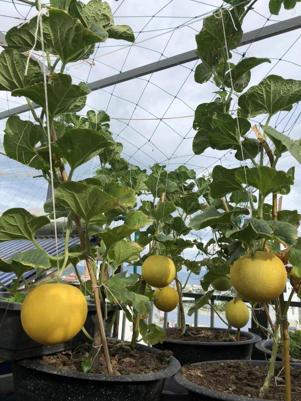 Cặm cụi vác đất lên tầng 5, mẹ đảm Đà Nẵng có vườn rau trái 100m2 - 11