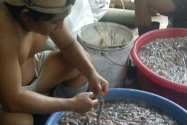 Người Việt đang tự đầu độc nhau