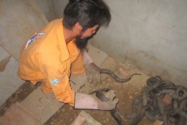 Thu tiền tỷ nhờ nuôi rắn độc