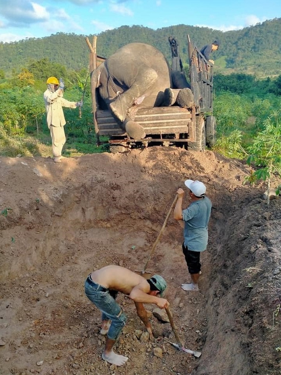 Con voi cuối cùng bên bờ suối Ia Tul - 3 Con voi cuối cùng bên bờ suối Ia Tul - 3