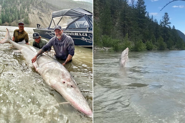 Mất hơn 2 tiếng để bắt cá tầm trăm năm tuổi khổng lồ dài hơn 3m