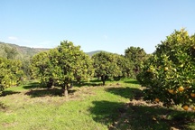 Cô gái Việt "bỏ phố về rừng" làm trang trại 5ha trồng cây trái ở Bồ Đào Nha