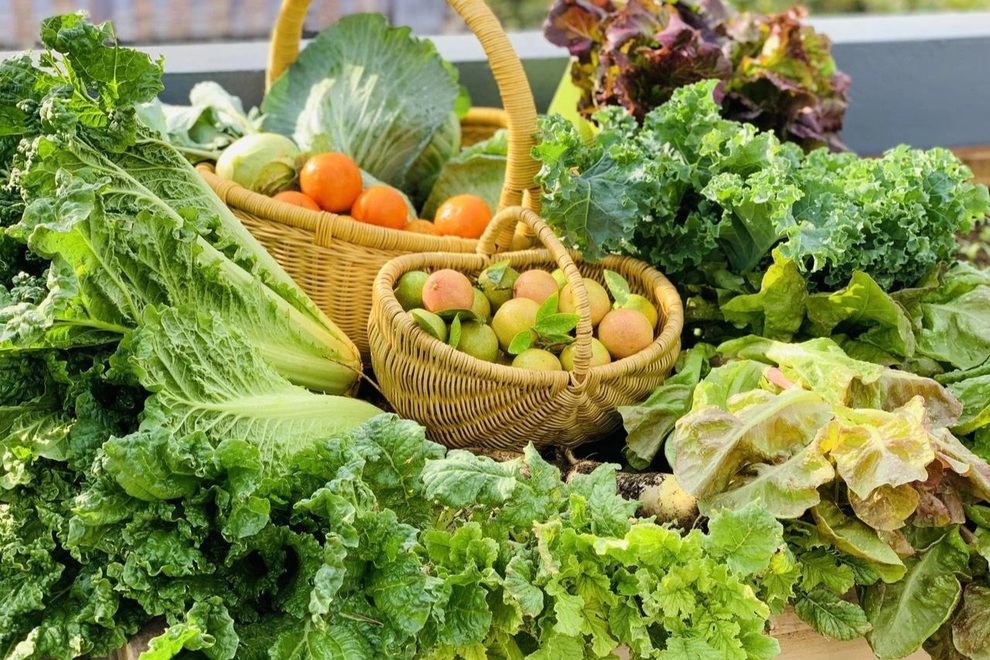 Mẹ đảm Sơn La chia sẻ bí quyết làm vườn sân thượng bội thu, đẹp như tranh - 1 Mẹ đảm Sơn La chia sẻ bí quyết làm vườn sân thượng bội thu, đẹp như tranh - 1