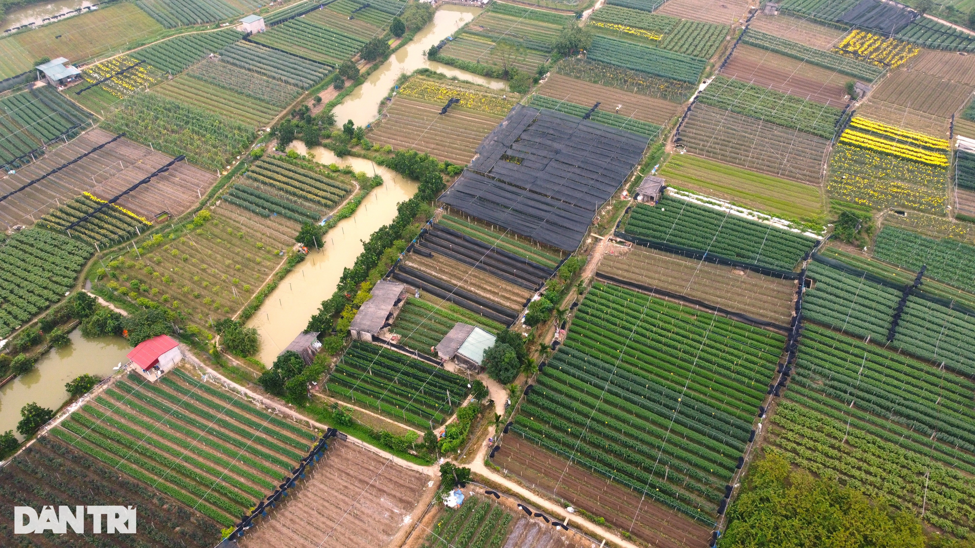 Nông dân vùng trồng hoa lớn nhất xứ Thanh tất bật vụ Tết - 1 Nông dân vùng trồng hoa lớn nhất xứ Thanh tất bật vụ Tết - 1