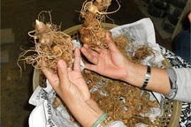 Tỷ phú đại ngàn, bán 20 kg sâm Ngọc Linh mua ôtô xịn