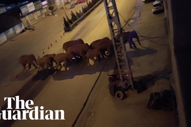 Voi hoang dã "tản bộ" trên phố