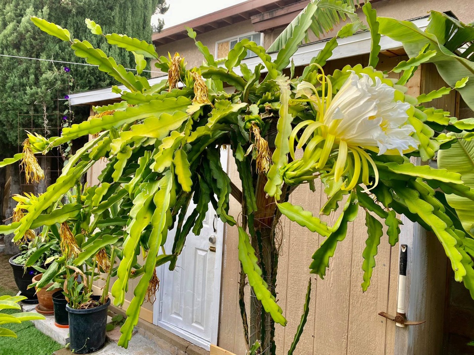 Chiêm ngưỡng nhà vườn 1.000m2 của danh ca Hương Lan và chồng kĩ sư tại Mỹ - 6 Chiêm ngưỡng nhà vườn 1.000m2 của danh ca Hương Lan và chồng kĩ sư tại Mỹ - 6