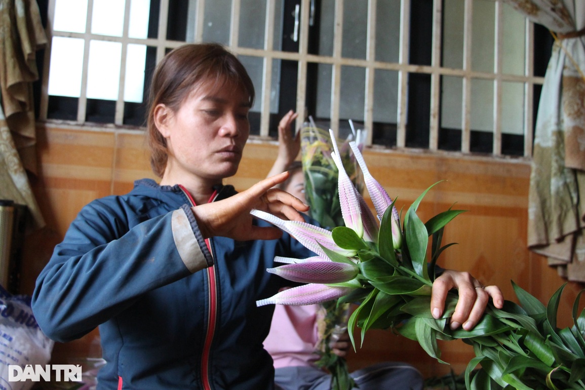 Hoa ly tiên khoe sắc xuân trên cao nguyên - 4 Hoa ly tiên khoe sắc xuân trên cao nguyên - 4