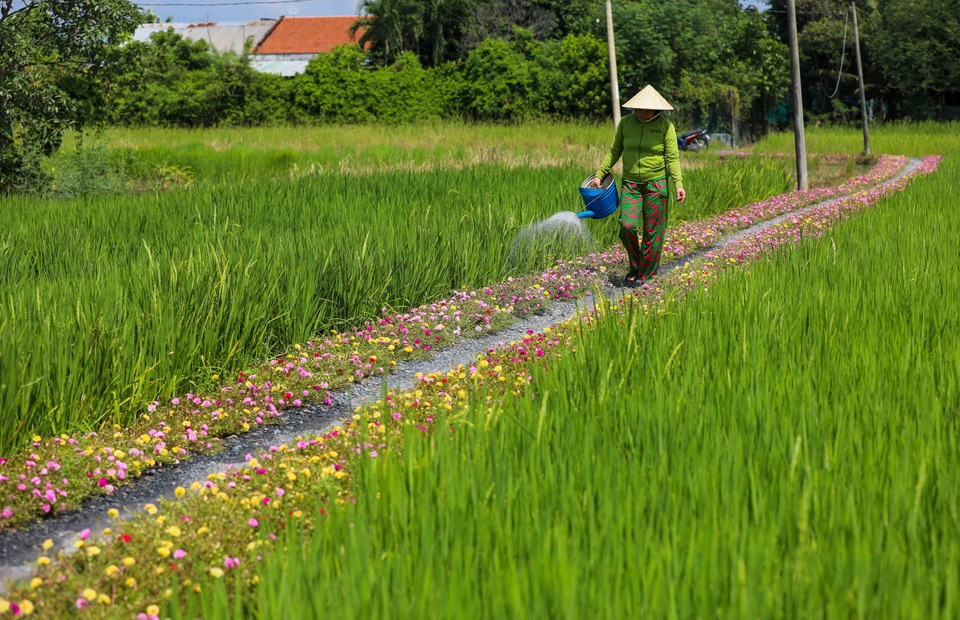 Đường hoa mười giờ.jpg Đường hoa mười giờ.jpg