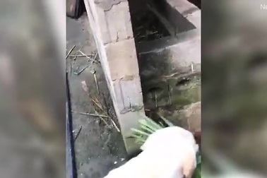 Mỉm cười với clip chú chó tốt bụng mang cỏ cho trâu ăn