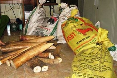 Bắt giữ hơn 2 tấn ngà voi lậu "núp bóng" dưới lô hàng vỏ ốc biển 