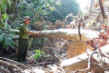 Vụ lâm tặc “mở đường” phá rừng: 4 đơn vị mới kiểm điểm, rút kinh nghiệm!