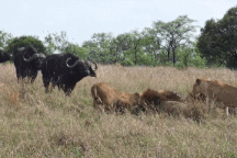 Đàn trâu rừng liều mạng chống trả sư tử để giải cứu đồng loại