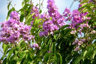 Rực sắc hoa "gọi" mùa Hạ   