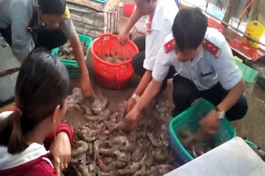 Bắt quả tang bơm tạp chất vào tôm tại huyện Đông Hải, tỉnh Bạc Liêu.