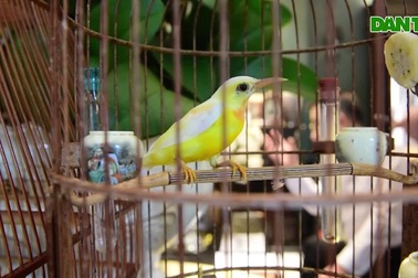 Chú chim 10 màu độc nhất Việt Nam, trả nửa tỷ đồng một con cũng không bán