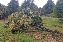 Hàng trăm "cây tỷ đô" bật gốc, đổ gãy trong lốc xoáy