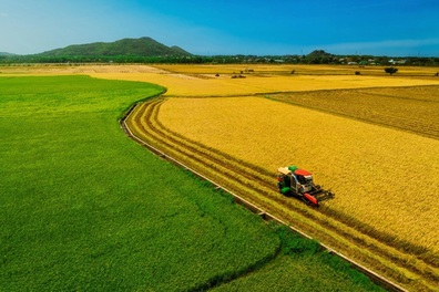 Cánh đồng lúa chưa chín đều thành 2 màu xanh - vàng gây sốt ở TPHCM