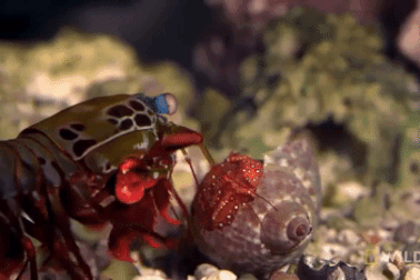 Loài tôm có "cú đấm" mạnh như đạn bắn