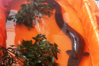 Đi thăm ruộng bắt được cá lệch nặng hơn 10kg