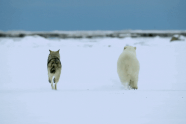 Vừa ra sống tự lập, gấu Bắc Cực đã bị sói săn đuổi và cái kết