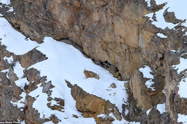 Thách thức truy tìm báo tuyết "tàng hình" trong ảnh