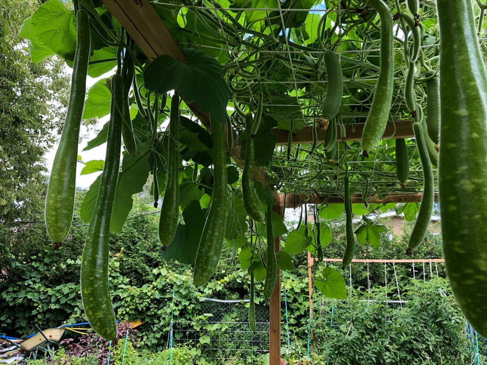 Vườn 600m2 yên bình, bội thu bầu, mướp của gia đình Việt Nam ở Canada - 6 Vườn 600m2 yên bình, bội thu bầu, mướp của gia đình Việt Nam ở Canada - 6