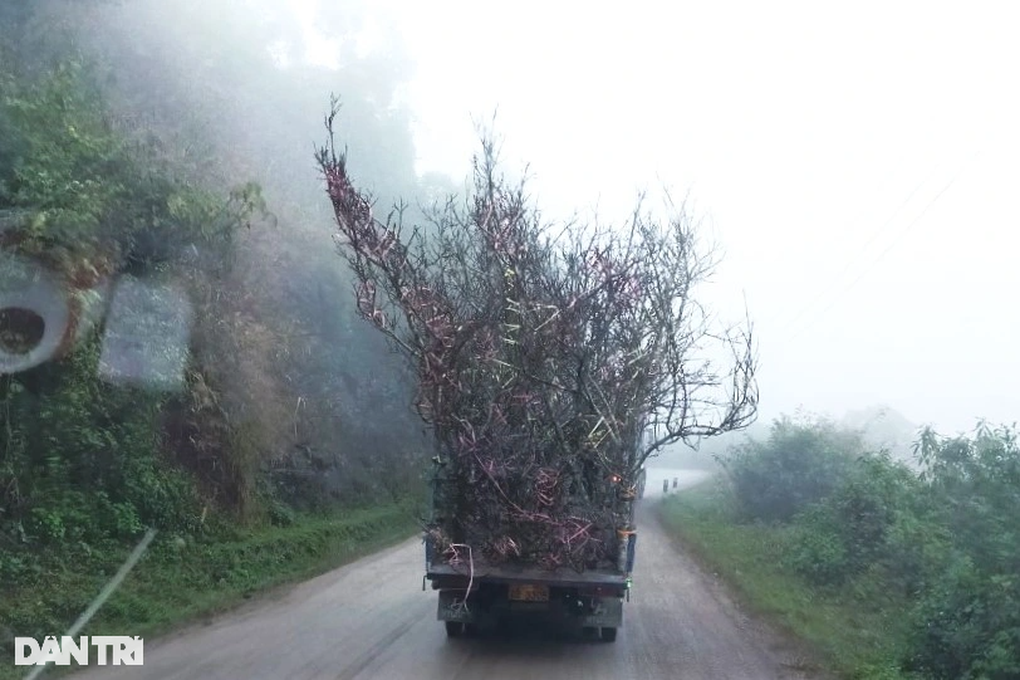 Thương lái Việt vượt hơn 400km săn đào đá độc lạ ở Lào bán Tết - 8 Thương lái Việt vượt hơn 400km săn đào đá độc lạ ở Lào bán Tết - 8