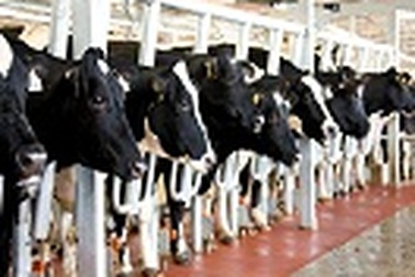 TH true MILK - Điểm sáng mới cho ngành sữa tươi sạch tại Việt Nam