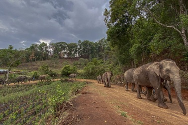 Hàng trăm con voi đi bộ về quê vì "thất nghiệp"