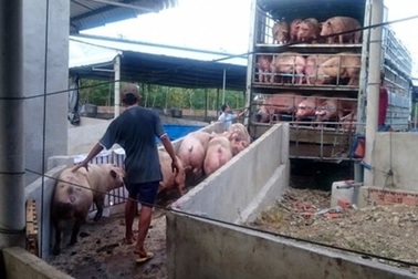 Đài Truyền hình Trung Quốc đưa phóng sự về buôn lậu lợn sống từ Việt Nam