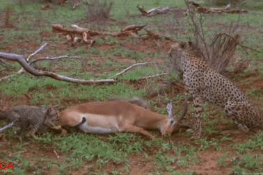 Linh dương nhanh trí giả chết, thoát nạn trong tình huống kịch tính