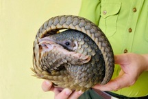 Giải cứu tê tê quý hiếm mắc lưới bên đường