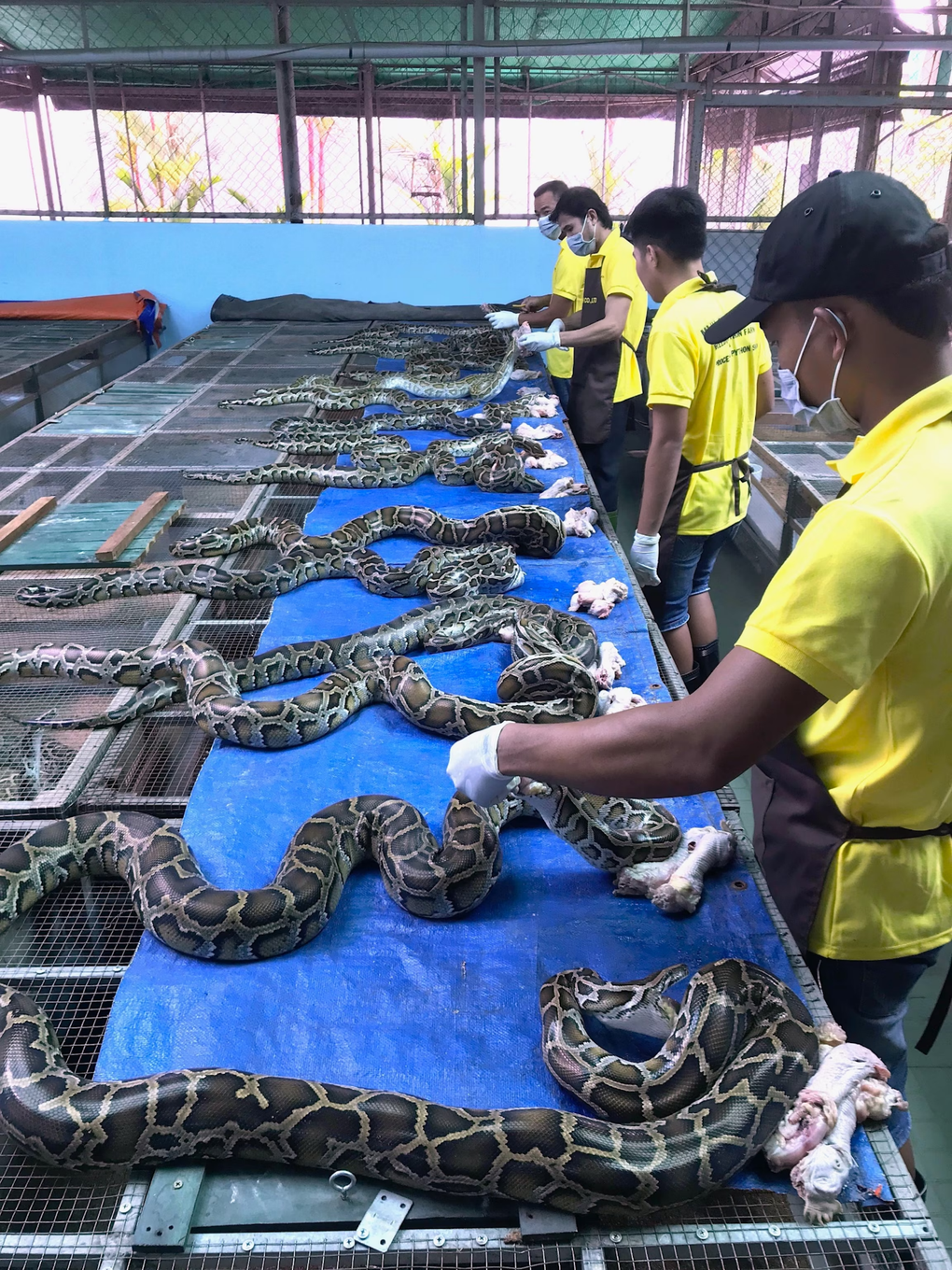 Chuyên gia khuyến khích ăn thịt trăn để thay thế thịt bò, lợn hay gia cầm - 1 Chuyên gia khuyến khích ăn thịt trăn để thay thế thịt bò, lợn hay gia cầm - 1