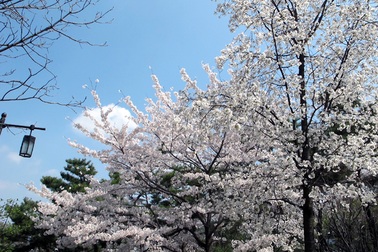 Mãn nhãn ngắm hoa anh đào khoe sắc ở Seoul