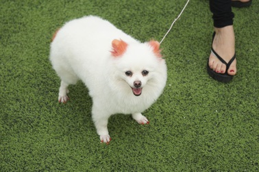 Cuộc hội ngộ của những chú chó "sang chảnh"