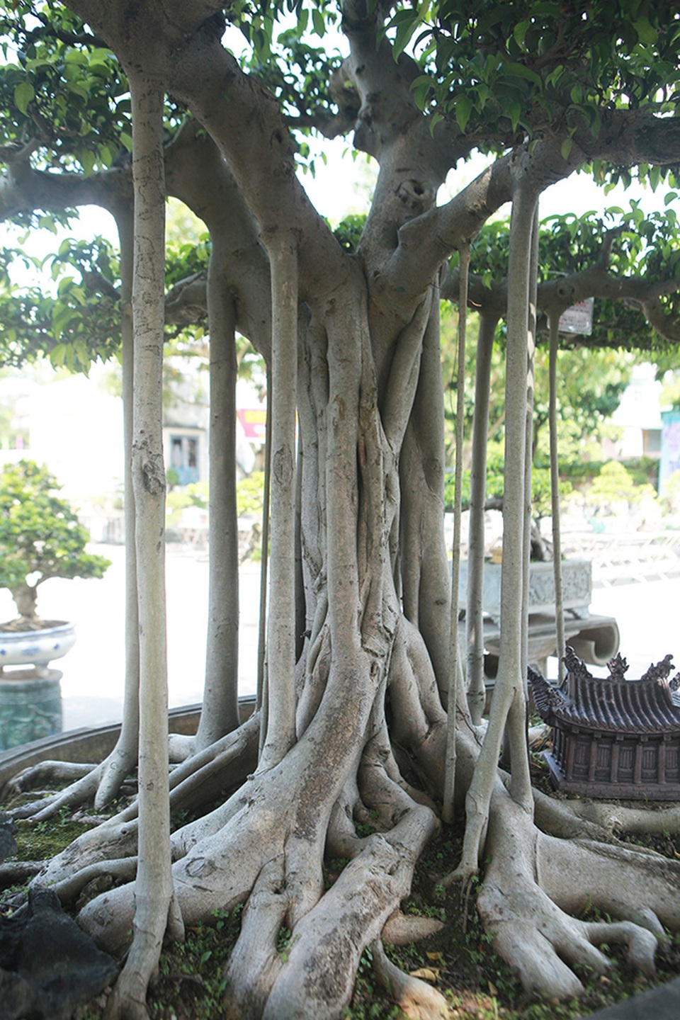 Chiêm ngưỡng “chùa Đồng” dưới bóng cây sanh tiền tỷ - 9 Chiêm ngưỡng “chùa Đồng” dưới bóng cây sanh tiền tỷ - 9