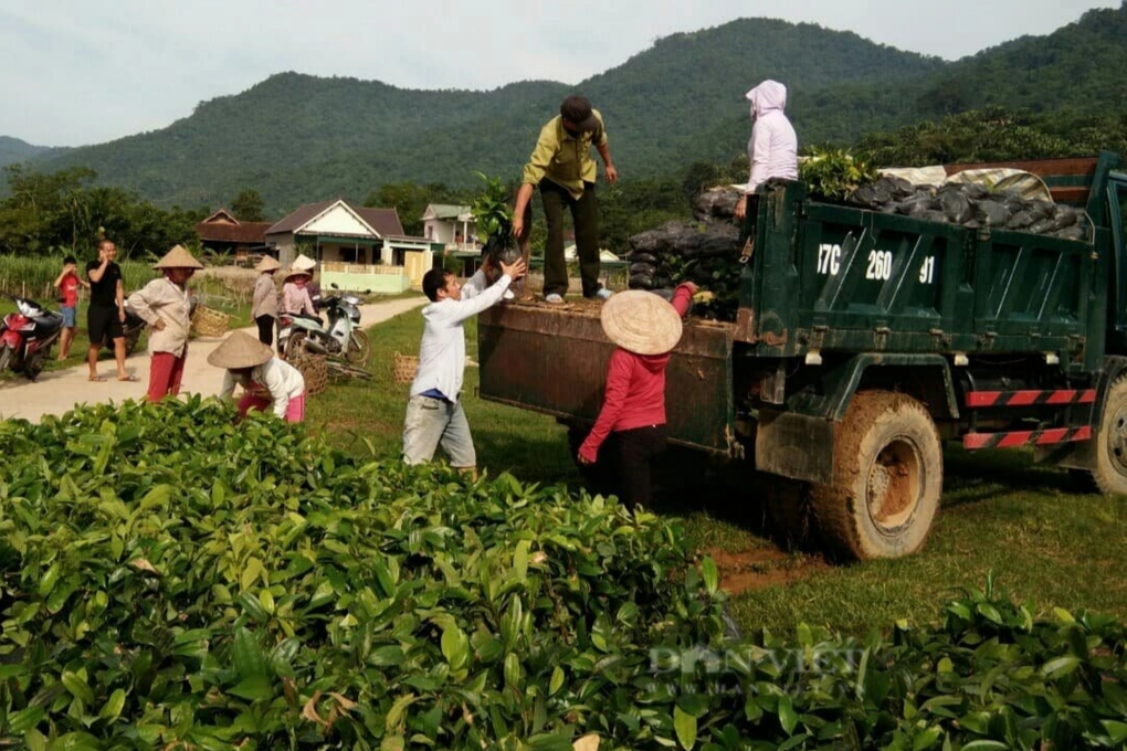 Dân biên giới xây nhà, sắm xế hộp nhờ loại cây chỉ lấy vỏ - 5 Dân biên giới xây nhà, sắm xế hộp nhờ loại cây chỉ lấy vỏ - 5