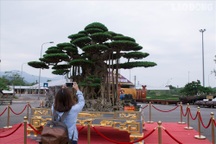 Có gì đặc biệt ở cây sanh "Đại thế vân tùng" giá 10 tỷ dát tới 5 cây vàng?