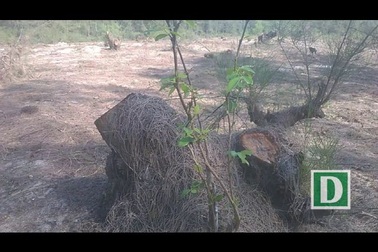 Phá rừng phi lao 30 năm tuổi để... trồng rau