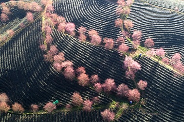 Hoa anh đào khoe sắc tuyệt đẹp giữa đồi chè Sa Pa