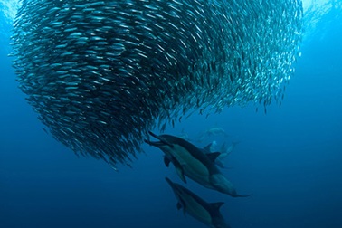 Cảnh săn mồi kinh ngạc dưới đại dương