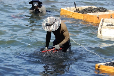 "Săn" thức ăn cho tôm hùm giữa ngày nóng nực, kiếm hơn nửa triệu đồng/ngày