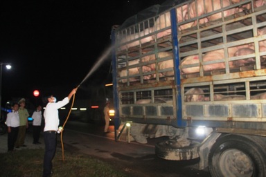 Các tỉnh phía Nam rốt ráo chặn dịch tả châu Phi