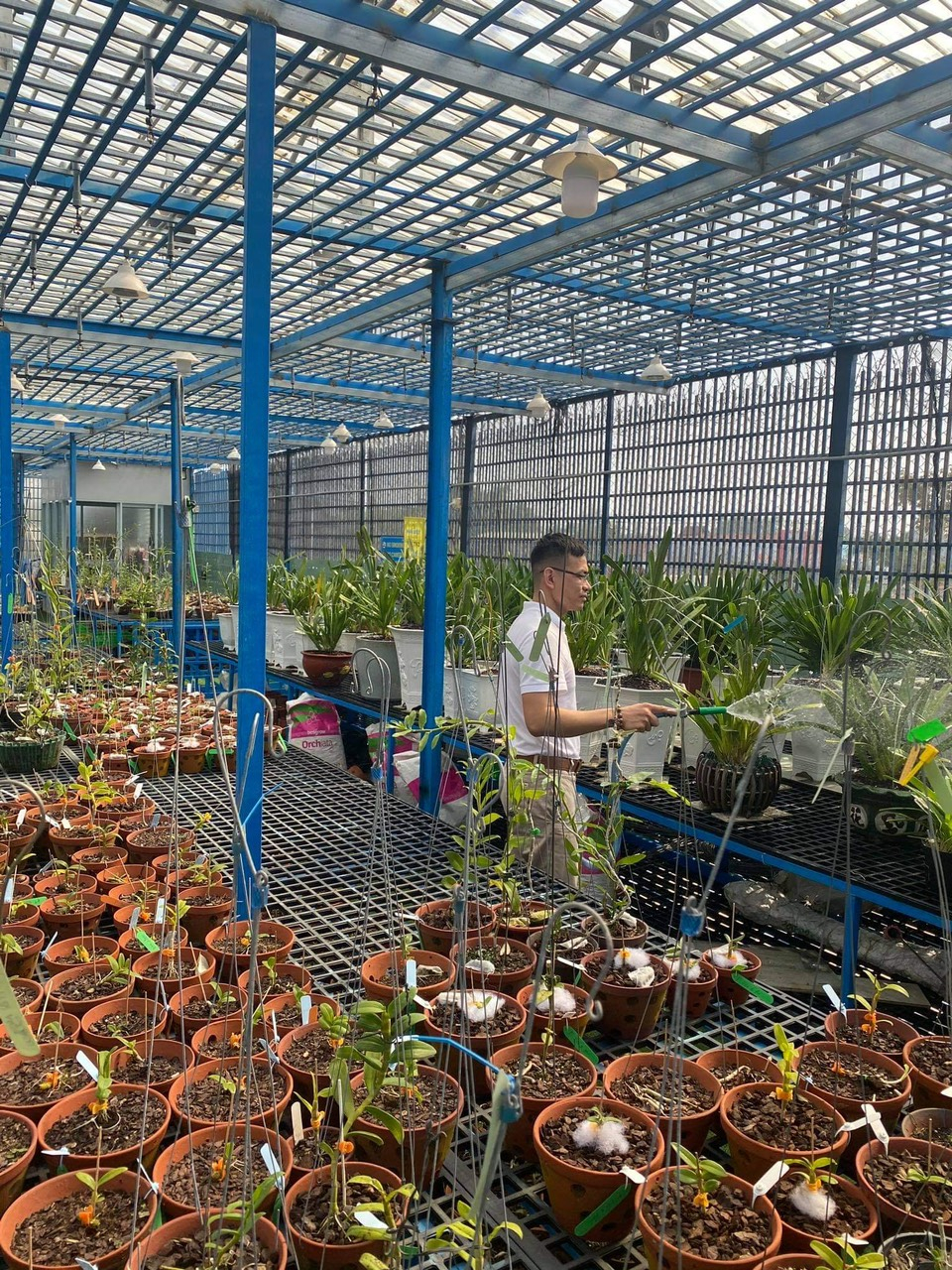 Nghệ nhân Bùi Đình Chung bật mí cách chăm lan đột biến vào mùa hè - 4 Nghệ nhân Bùi Đình Chung bật mí cách chăm lan đột biến vào mùa hè - 4