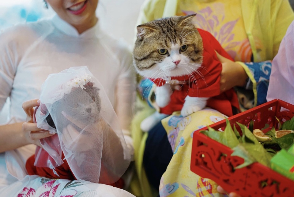 Hoa hậu Ngọc Hân làm “đám cưới thế kỷ” cho... mèo - 6 Hoa hậu Ngọc Hân làm “đám cưới thế kỷ” cho... mèo - 6