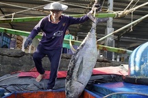 Đánh bắt xuyên Tết, ngư dân Bình Định trúng 1.500 tấn thủy sản