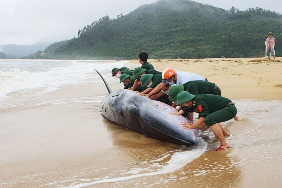 Cá voi khủng dài 10 m, nặng 3 tấn bị sóng đánh mắc cạn vào bờ - 2 Cá voi khủng dài 10 m, nặng 3 tấn bị sóng đánh mắc cạn vào bờ - 2