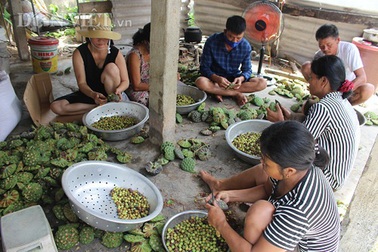Hà Tĩnh: Cả làng trồng sen, chỉ bán hạt cũng lãi gấp đôi so với cấy lúa